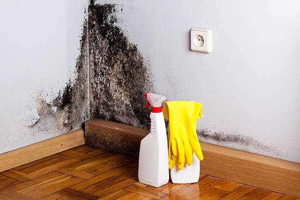 Best Residential Mold Inspection & Testing  in Fairbank, IA